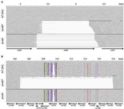 Positive Role of the MHC Class-I Antigen Presentation Regulator m04/gp34 of Murine Cytomegalovirus in Antiviral Protection by CD8 T Cells